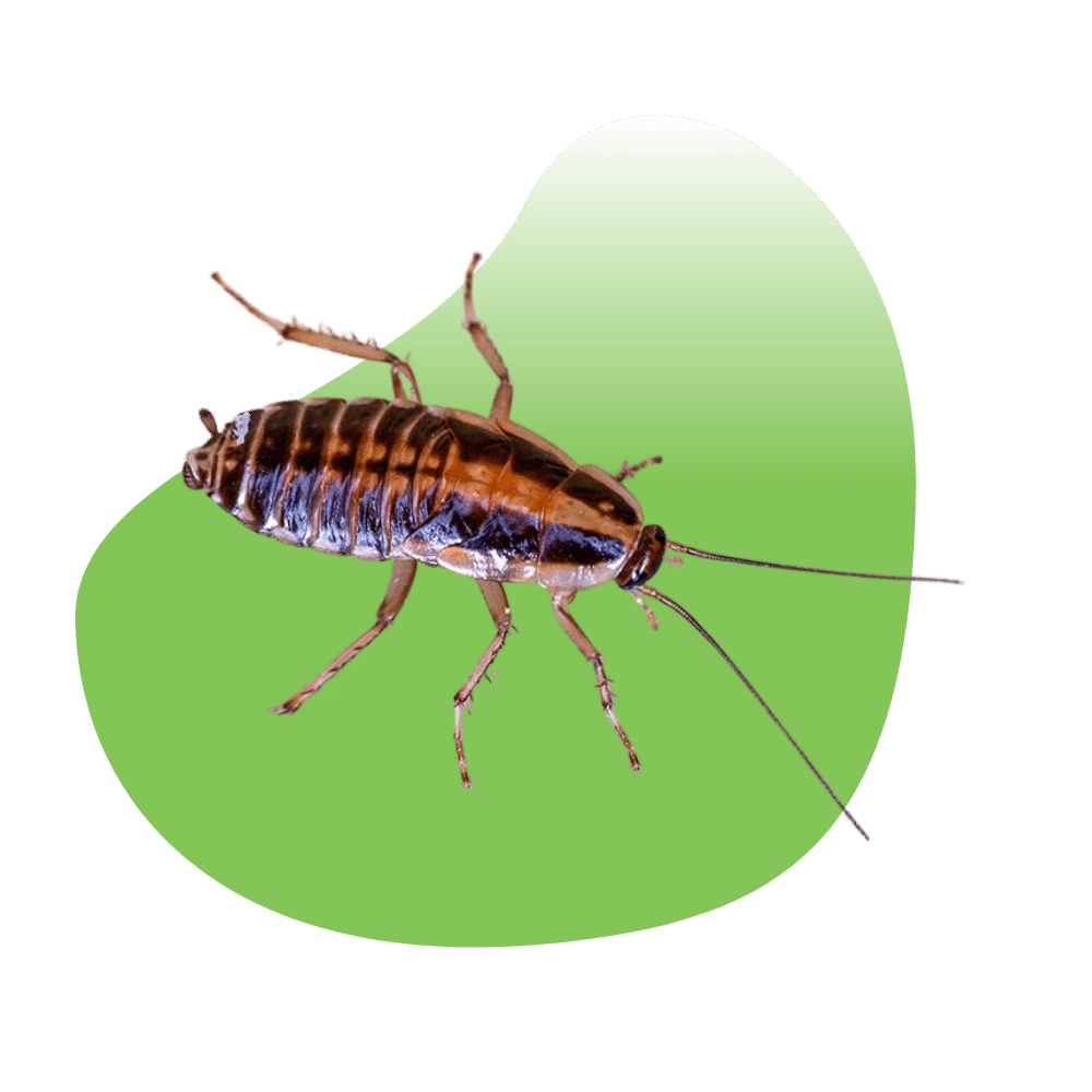 Fortified Pest Management Las Vegas Pest Control